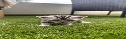 Scottish gatti in vendita: Scottish - Annuncio 5