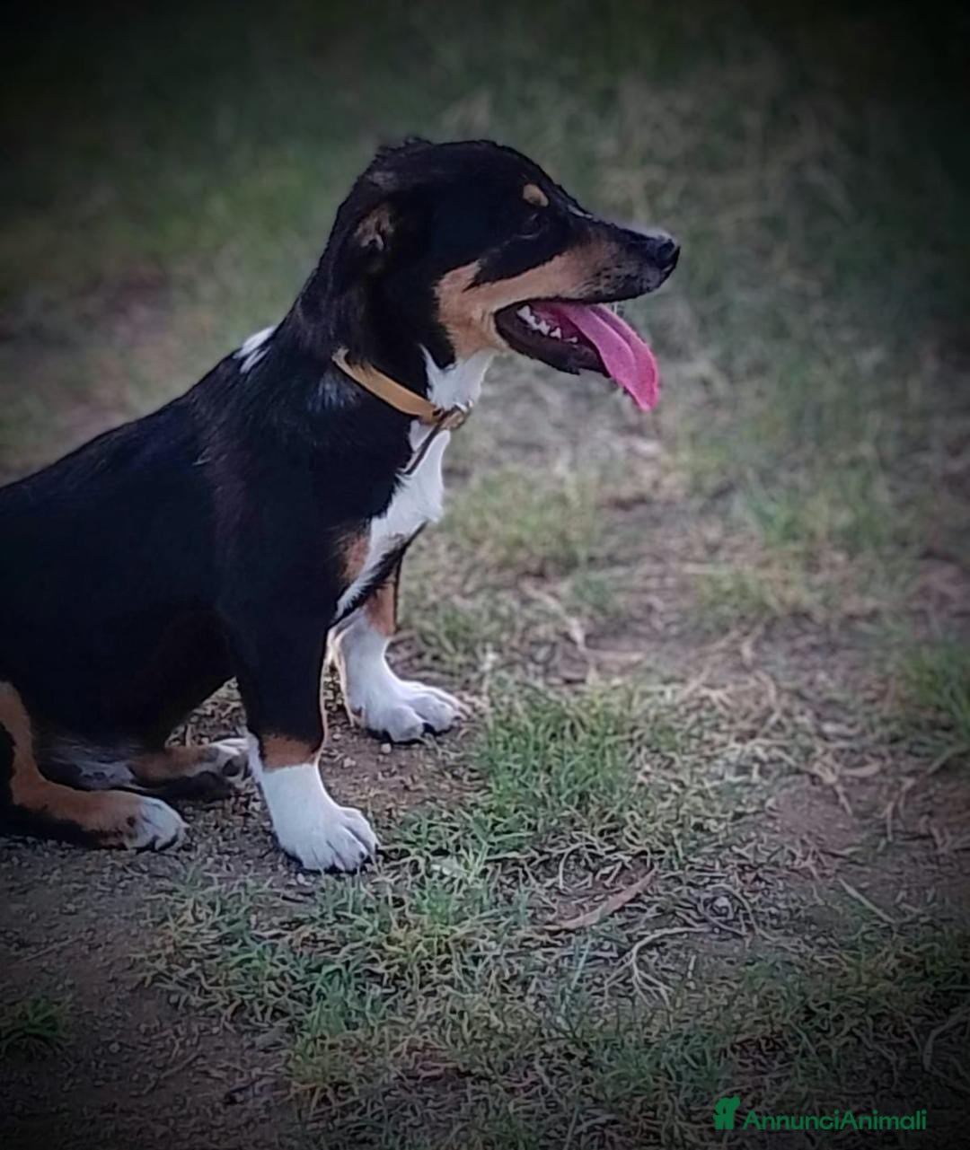 Meticcio cani in regalo: OSCAR 💙 - taglia medio piccola cerca casa!!! 😍 - Annuncio 3