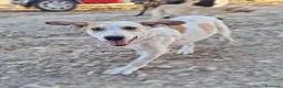 Meticcio cani in regalo: SPECK 💙 prima ti osserva. Poi si scatena. a Provincia di Lucca - Annuncio 5