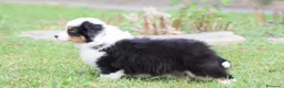 Miniature American Shepherd cani in vendita: MINIATURE AMERICAN SHEPHERD - Annuncio 32