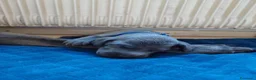 Weimaraner cani in vendita: Weimaraner blu - Annuncio 13