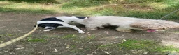 Meticcio cani in vendita: Bellissimi cuccioli Lagotto e Pointer a Città Metropolitana di Torino - Annuncio 2