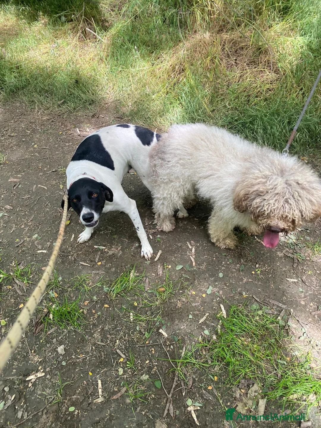 Meticcio cani in vendita: Bellissimi cuccioli Lagotto e Pointer a Città Metropolitana di Torino - Annuncio 2