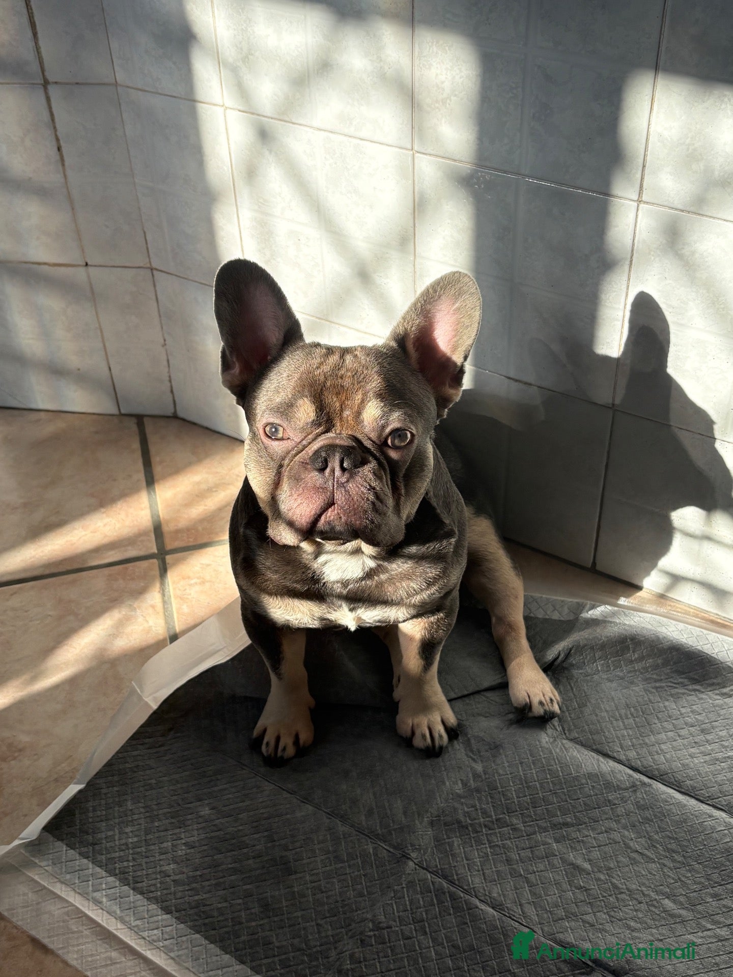 Bulldog Francese cani Bulldog francese  - Annuncio 1