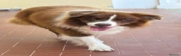 Border Collie cani in vendita: Border collie maschio - Annuncio 11