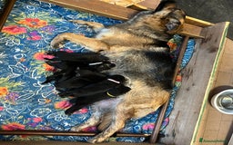 Pastore Tedesco cani in vendita: Cuccioli Pastore tedesco a Provincia di Parma - Immagine 3