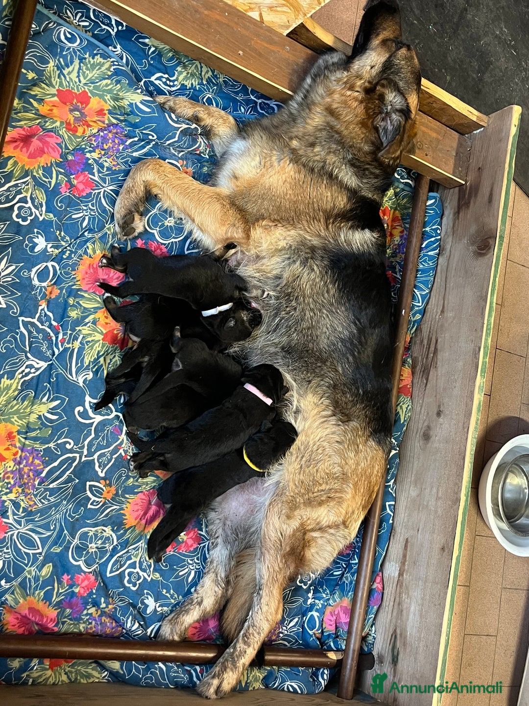 Pastore Tedesco cani in vendita: Cuccioli Pastore tedesco a Provincia di Parma - Immagine 3