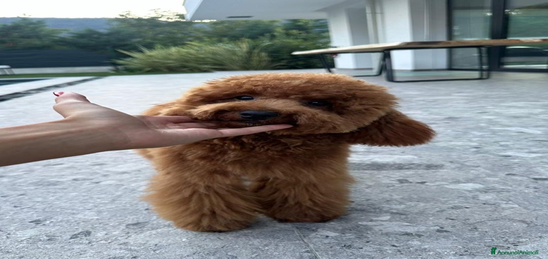 Immagine della galleria {{count}}