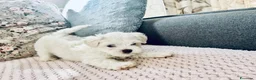 Maltese cani in vendita: Cuccioli maltese - Annuncio 10