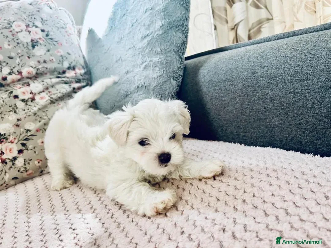 Maltese cani in vendita: Cuccioli maltese - Annuncio 10