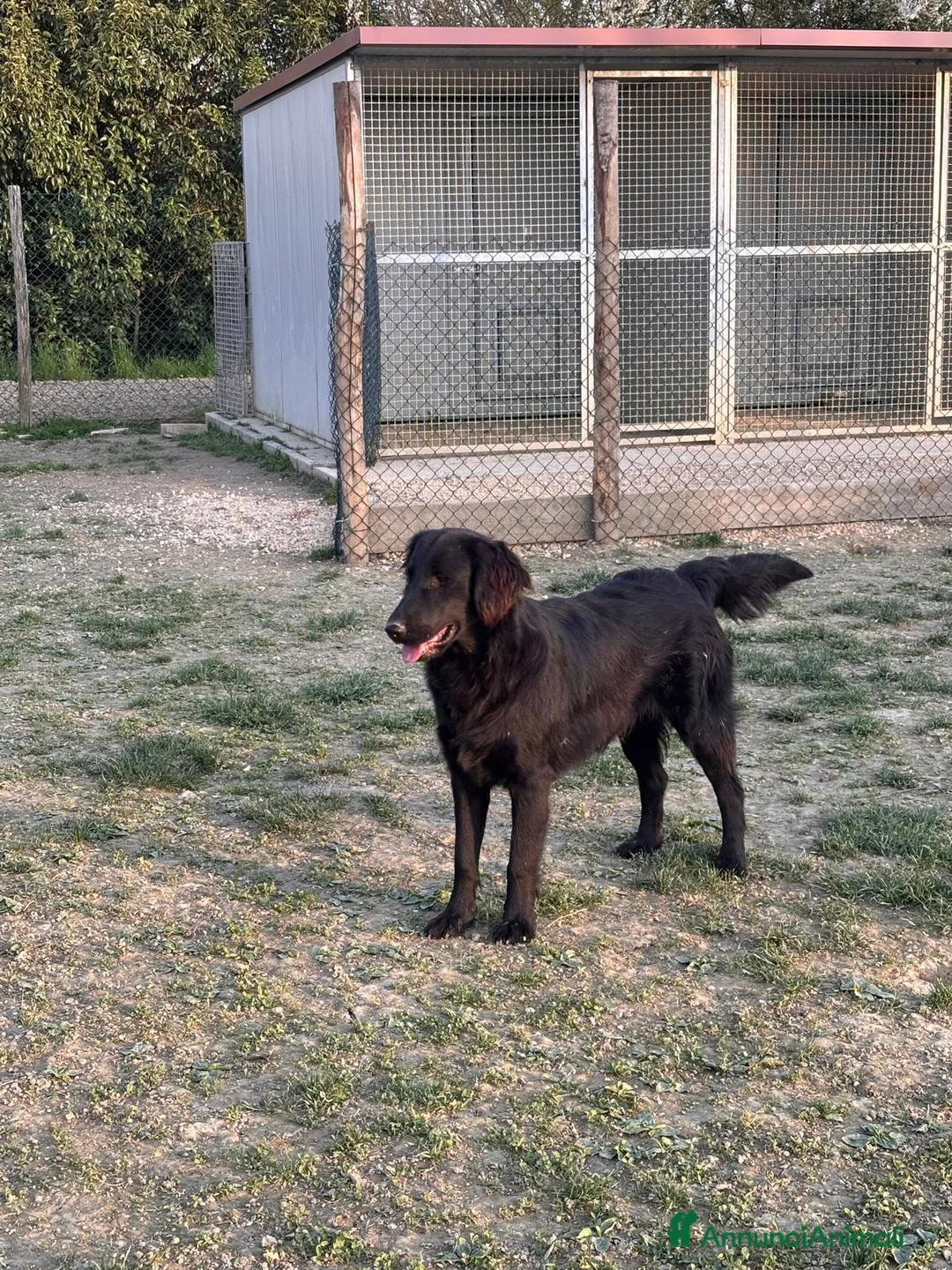 Flat Coated cani in vendita: Flat Coated Retriever 10 mesi - Annuncio 5