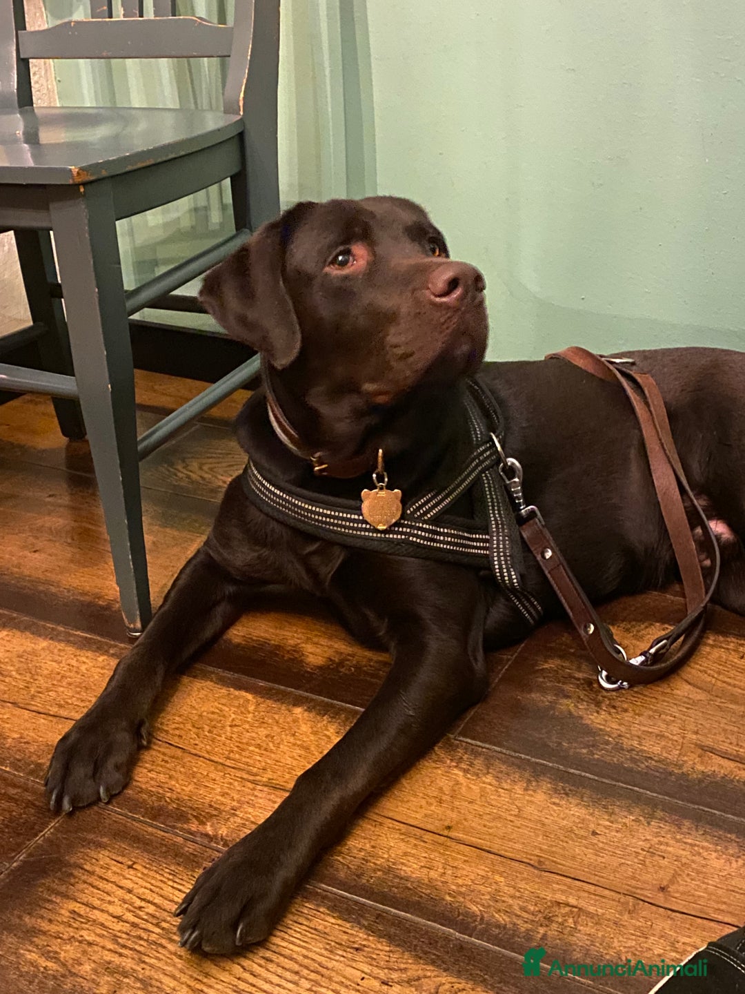 Labrador cani per accoppiamento: Cerco fidanzata Choco🤎 a Città metropolitana di Roma Capitale - Annuncio 13