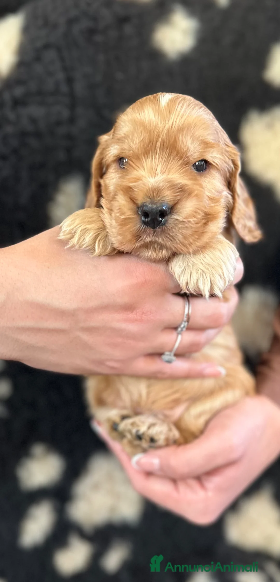 Cocker cani in vendita: Cocker spaniel inglese  - Annuncio 2