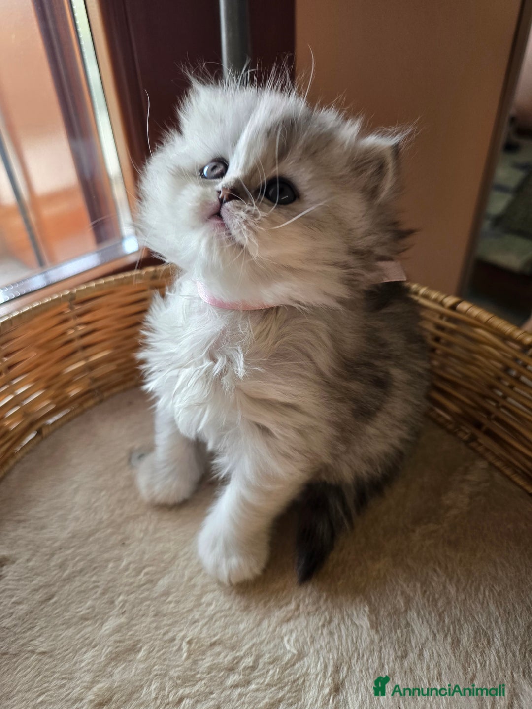 Scottish gatti in vendita: Gattini Scottish fold e straight silver shaded - Annuncio 14