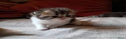 Persiano gatti in vendita: Gattini persiani  - Annuncio 1