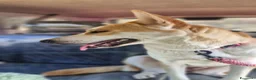Meticcio cani in regalo: Sama, una meticcia simpatica ed equilibrata - Annuncio 3