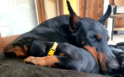 Dobermann cani in vendita: Dobermann  a Provincia di Pescara - Immagine 2