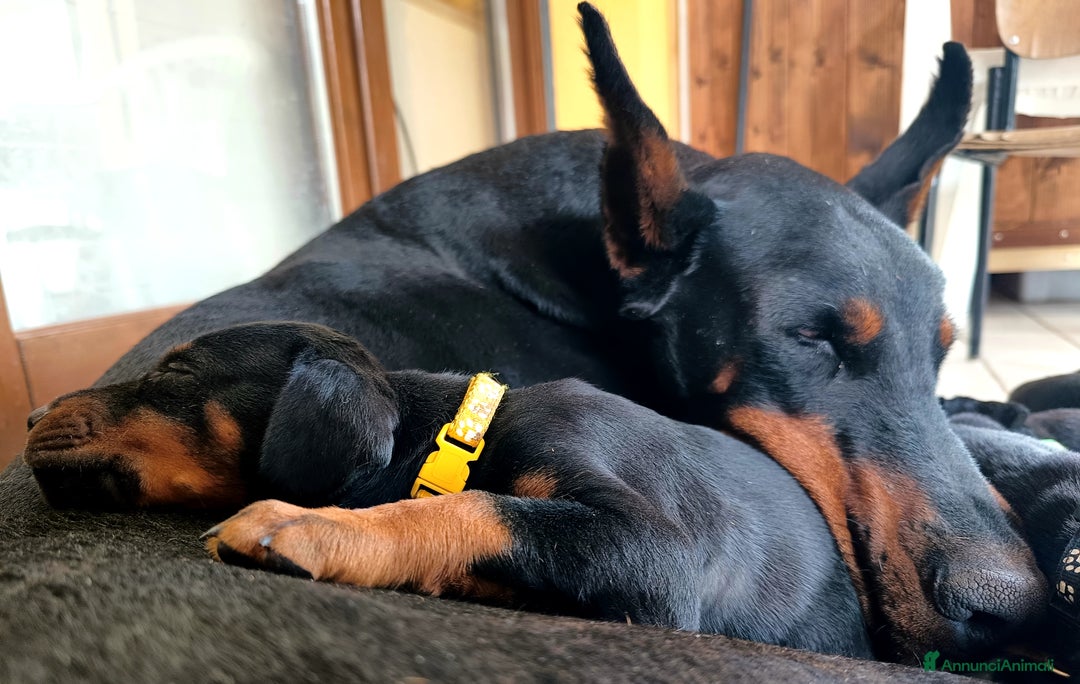 Dobermann cani in vendita: Dobermann  a Provincia di Pescara - Immagine 2
