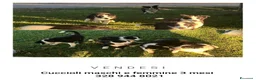 Border Collie cani in vendita: Cuccioli border collie  a Provincia di Cuneo - Annuncio 7