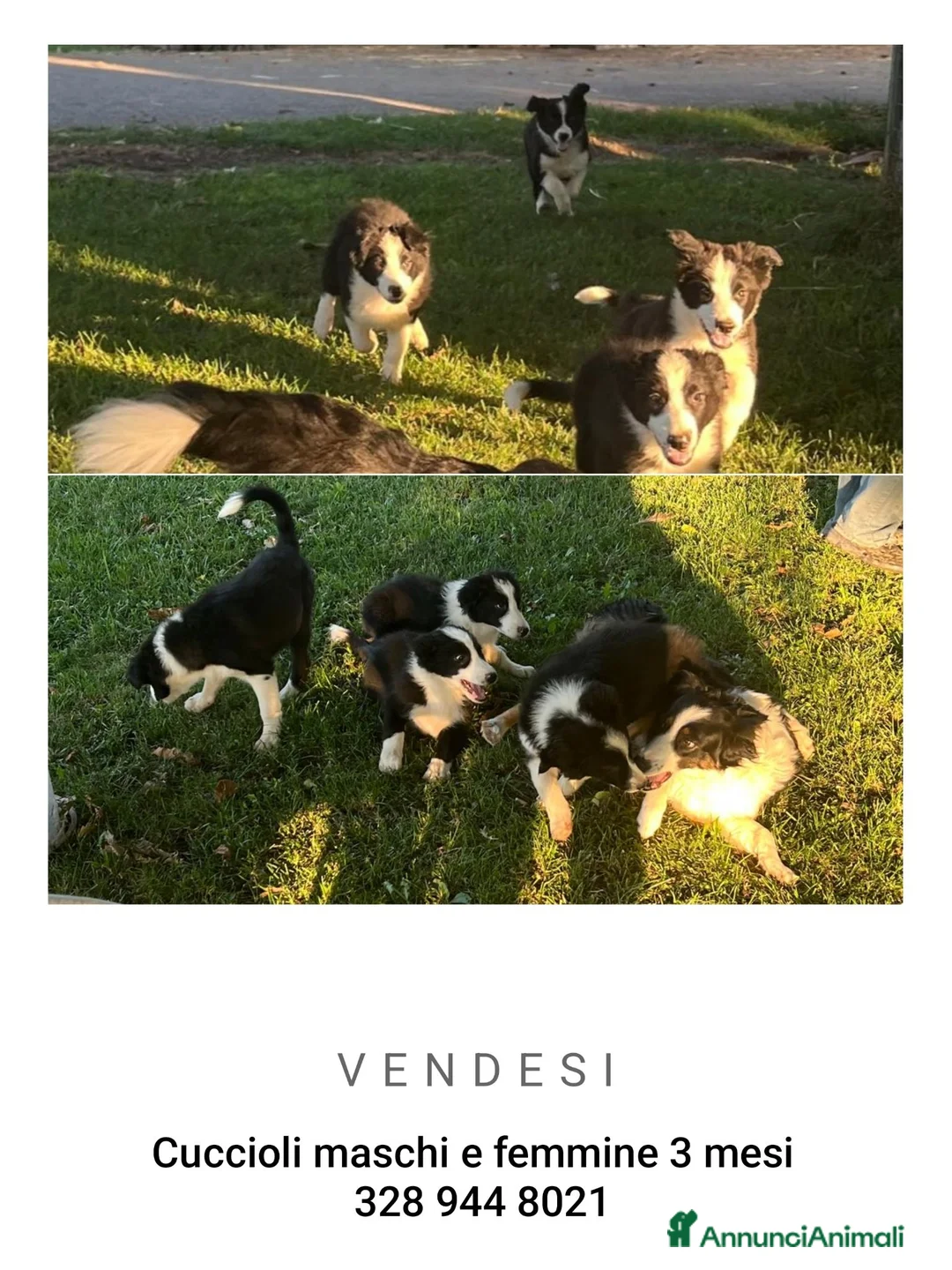 Border Collie cani in vendita: Cuccioli border collie  a Provincia di Cuneo - Annuncio 7