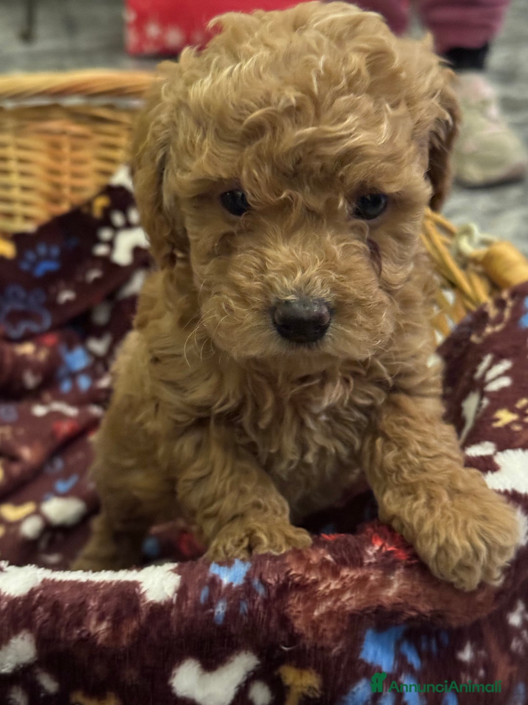 Barboncino cani in vendita: Vendita cuccioli barboncini nani - Annuncio 17