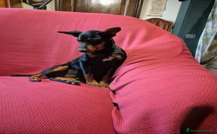 Pinscher Miniatura cani a Provincia di Viterbo - Annuncio 2