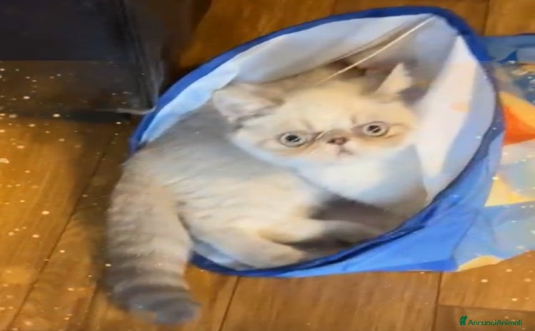 Exotic Shorthair gatti a Provincia di Verona - Annuncio 1