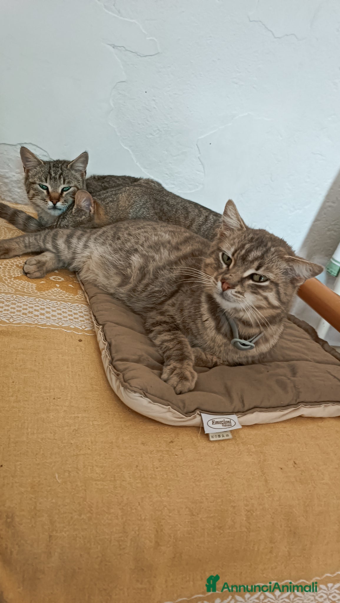 Europeo gatti Gattini tigrati  - Annuncio 6