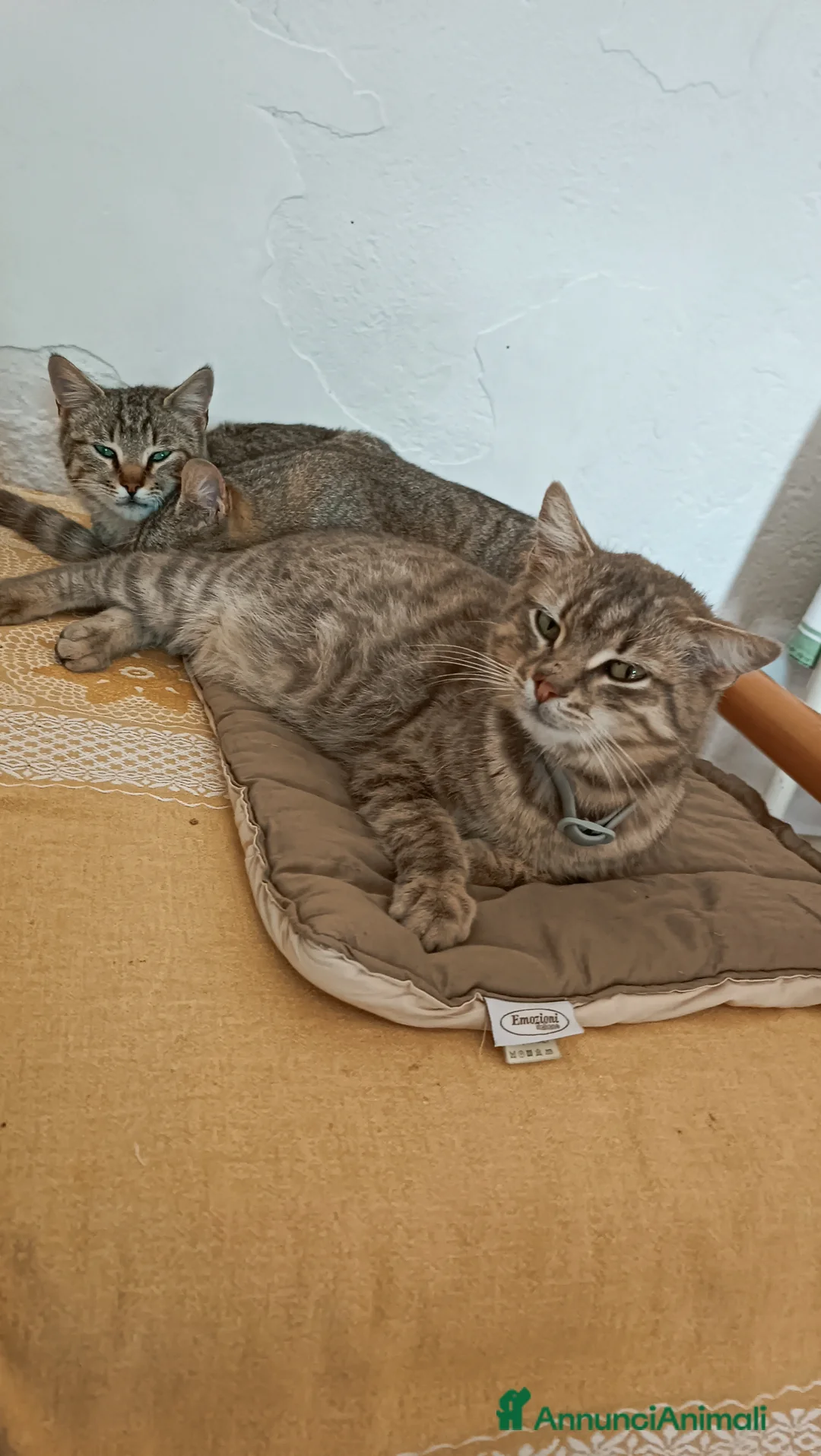 Europeo gatti in vendita: Gattini tigrati  - Annuncio 1