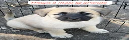 Meticcio cani in regalo: Meticci dolcissimi da salvare - Annuncio 2