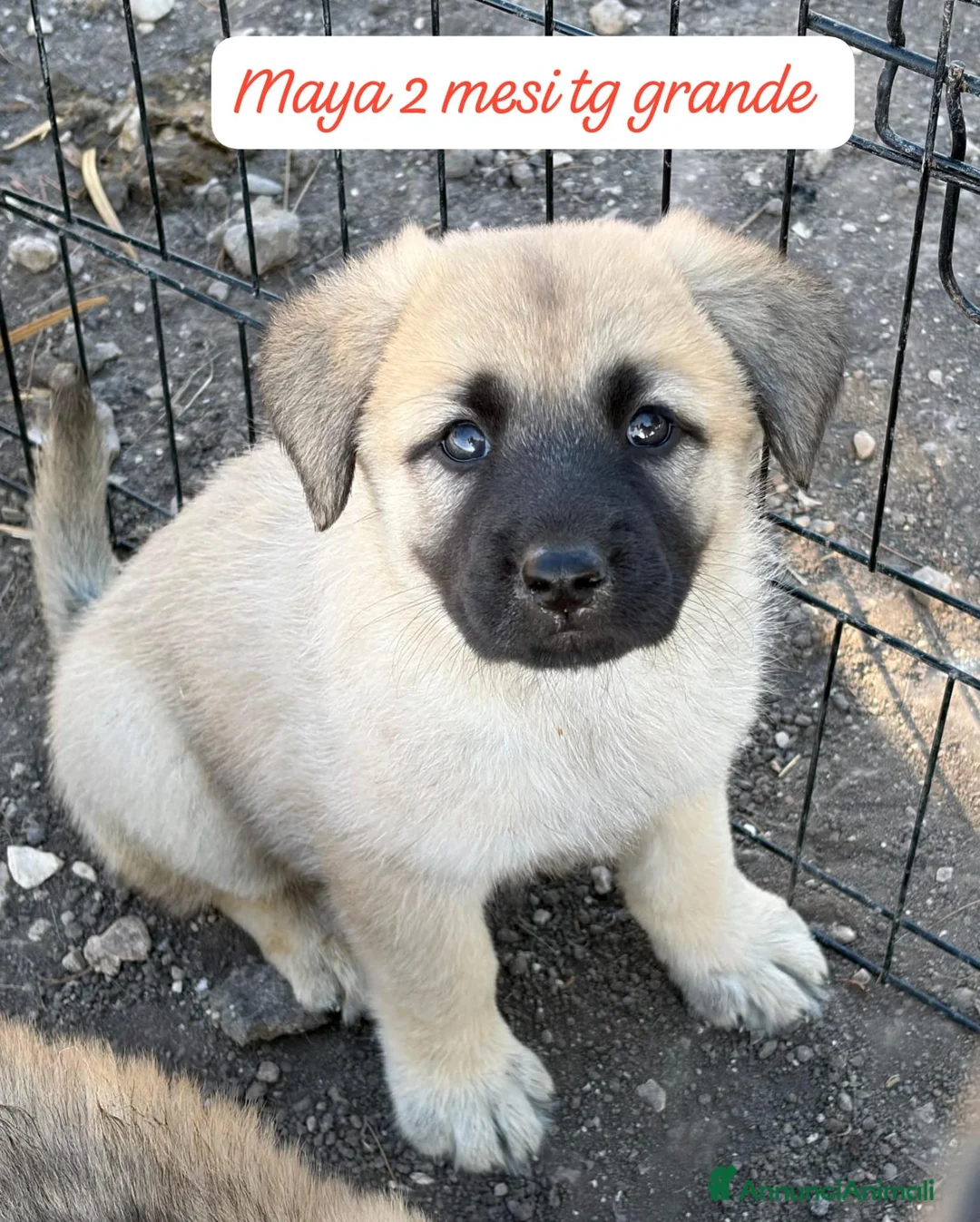 Meticcio cani in regalo: Meticci dolcissimi da salvare - Annuncio 2