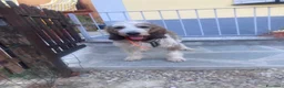 Meticcio cani in regalo: Oscar a Provincia di Biella - Annuncio 2