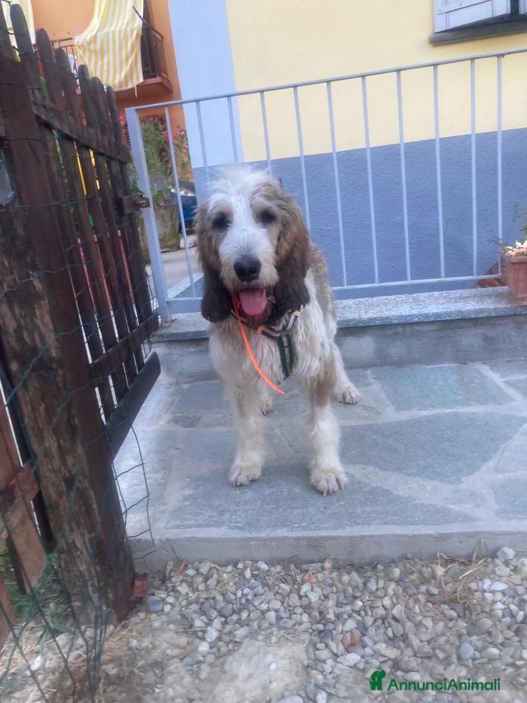 Meticcio cani in regalo: Oscar a Provincia di Biella - Annuncio 2