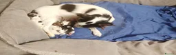 Chihuahua cani in vendita: Cuccioli di chihuahua  - Annuncio 5