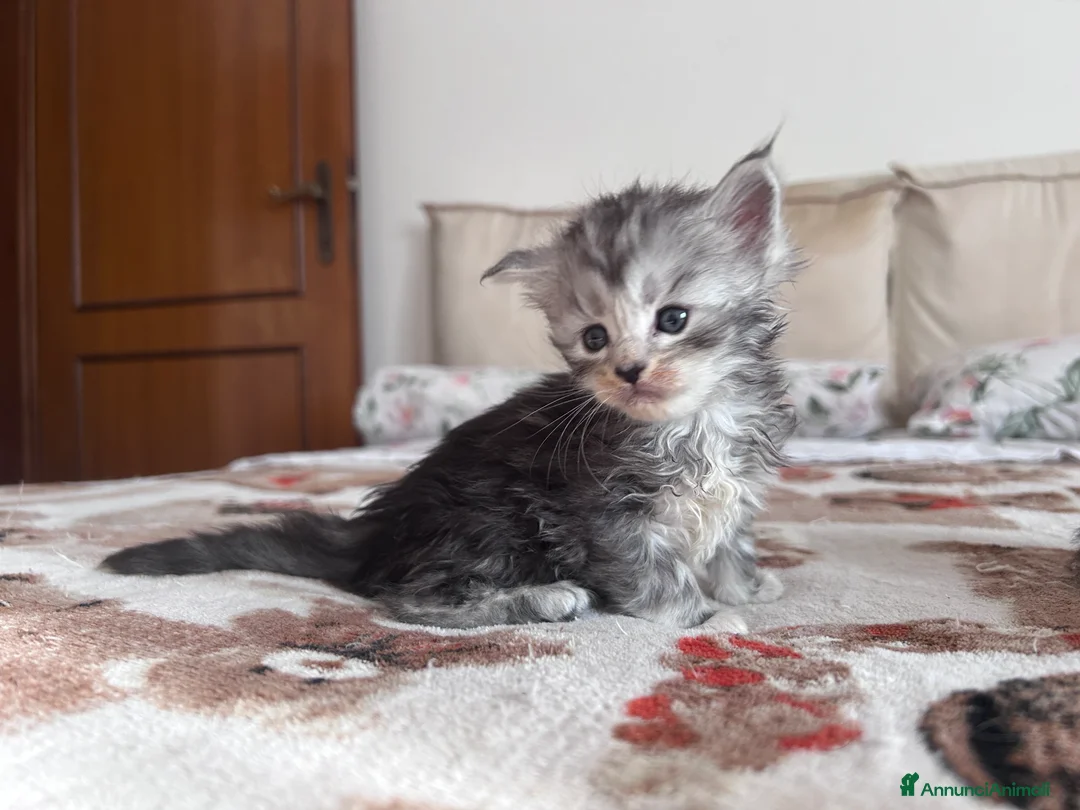 Maine Coon gatti in vendita: Cuccioli Maine Coon - Annuncio 11