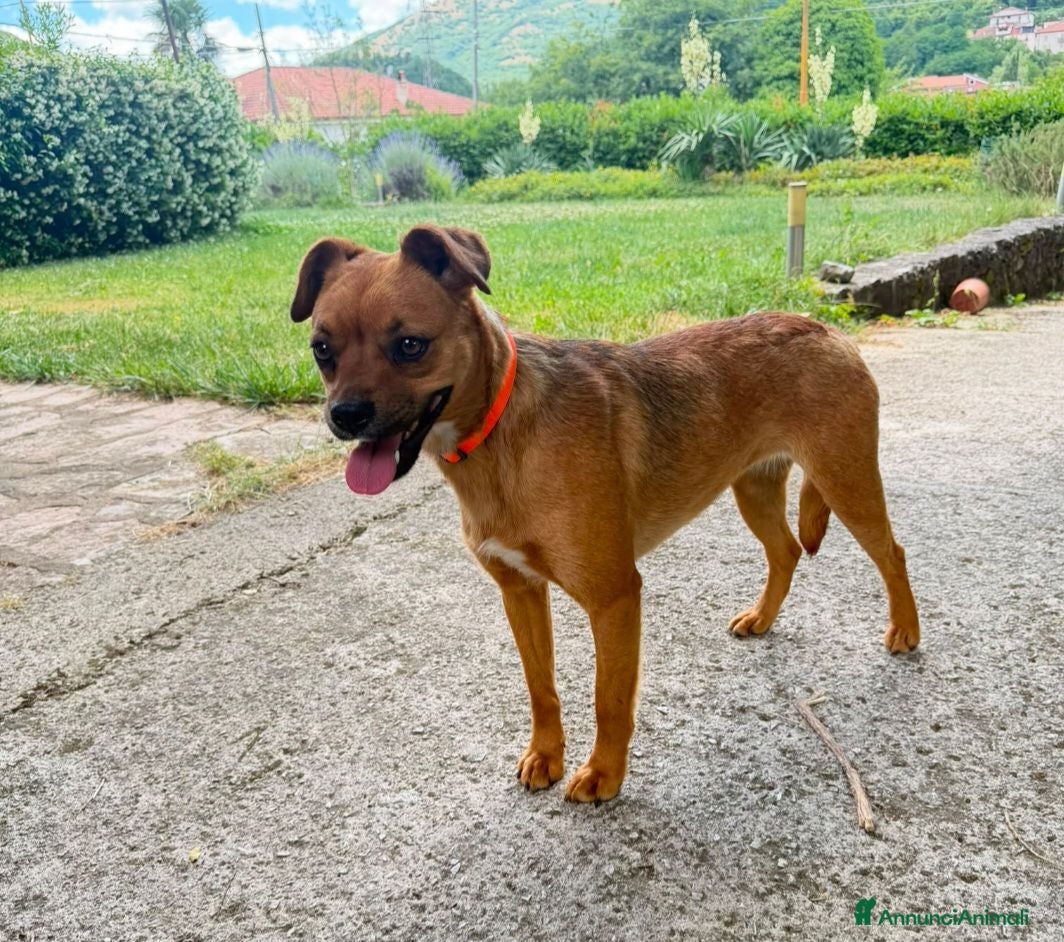 Meticcio cani Kira 2anni color miele kg12 SAVONA  - Annuncio 9