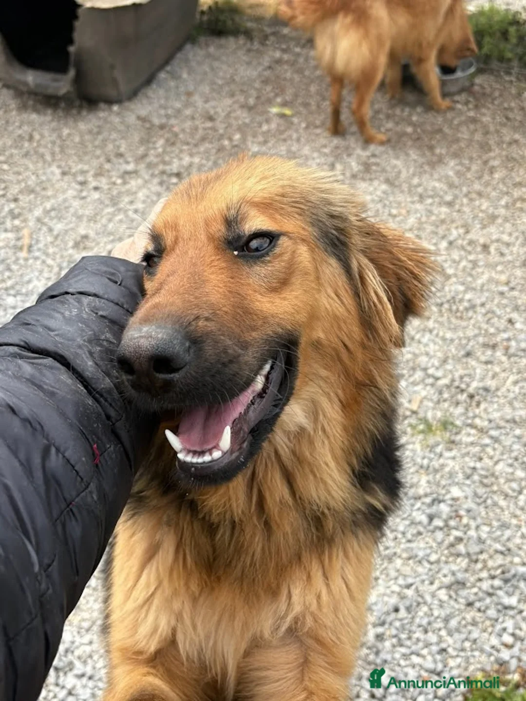 Meticcio cani in regalo: LUCE BELLISSIMA E SOCIEVOLE - Annuncio 12