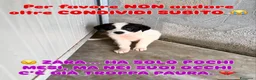 Border Collie cani in regalo: Zara dolcissima cucciola in canile ha tanta paura - Annuncio 1