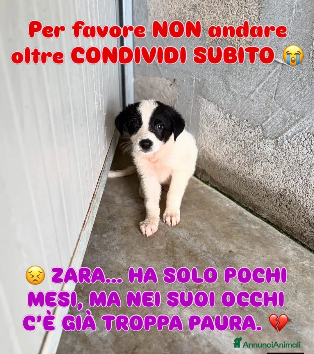 Border Collie cani in regalo: Zara dolcissima cucciola in canile ha tanta paura - Annuncio 1