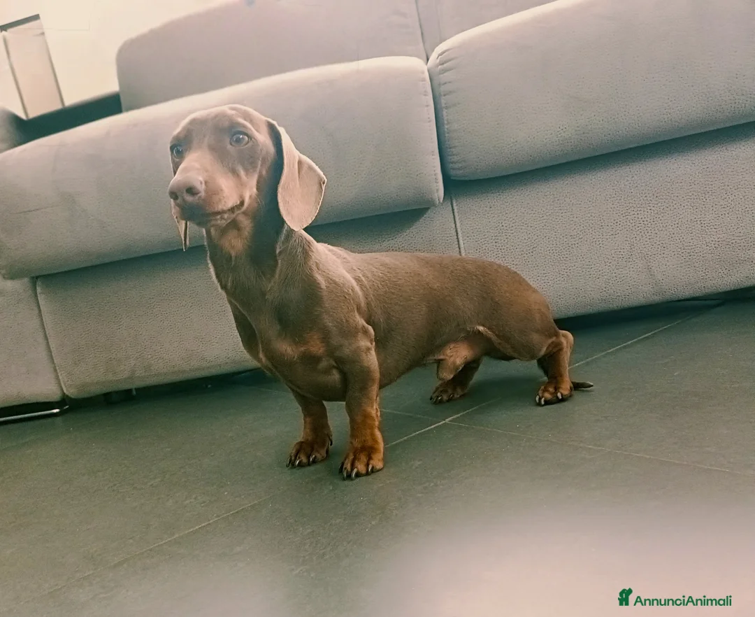 Bassotto cani per accoppiamento: Disponibile per monta a Provincia dell'Aquila - Annuncio 3