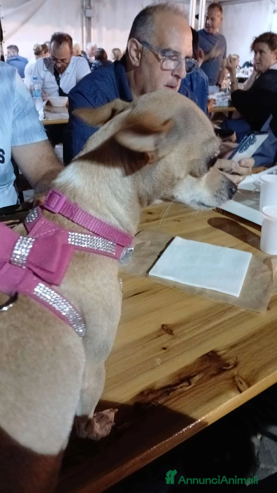 Chihuahua cani in vendita: Chihuahua cucciole color miele occhi neri  - Annuncio 2