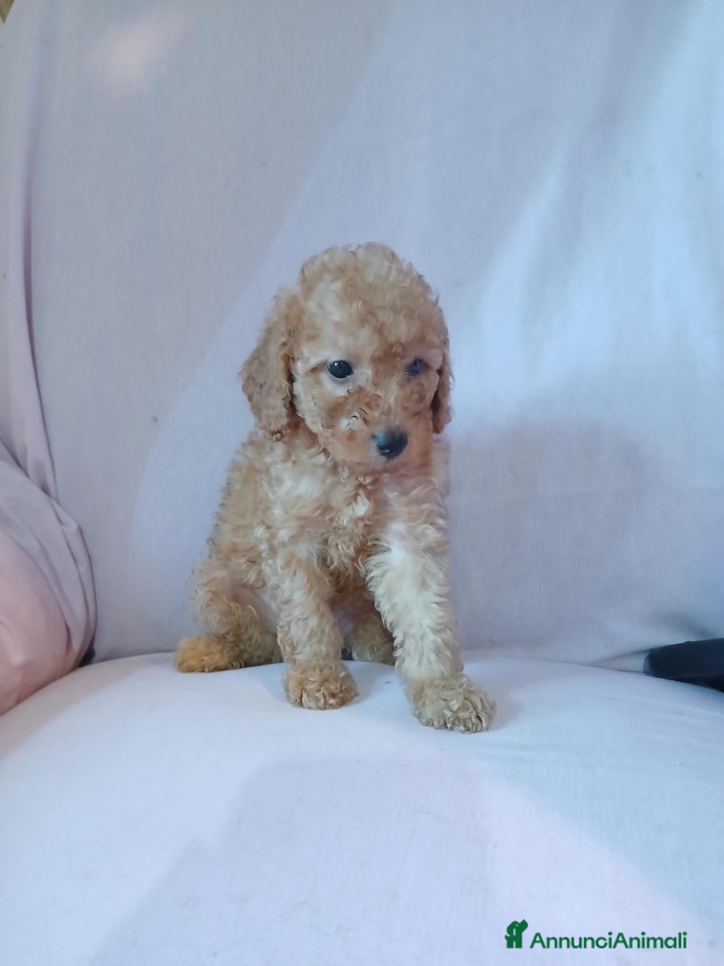 Barboncino Toy cani Cuccioli di Barboncino toy  - Annuncio 2
