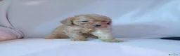 Barboncino Toy cani in vendita: Cuccioli di Barboncino toy  - Annuncio 1