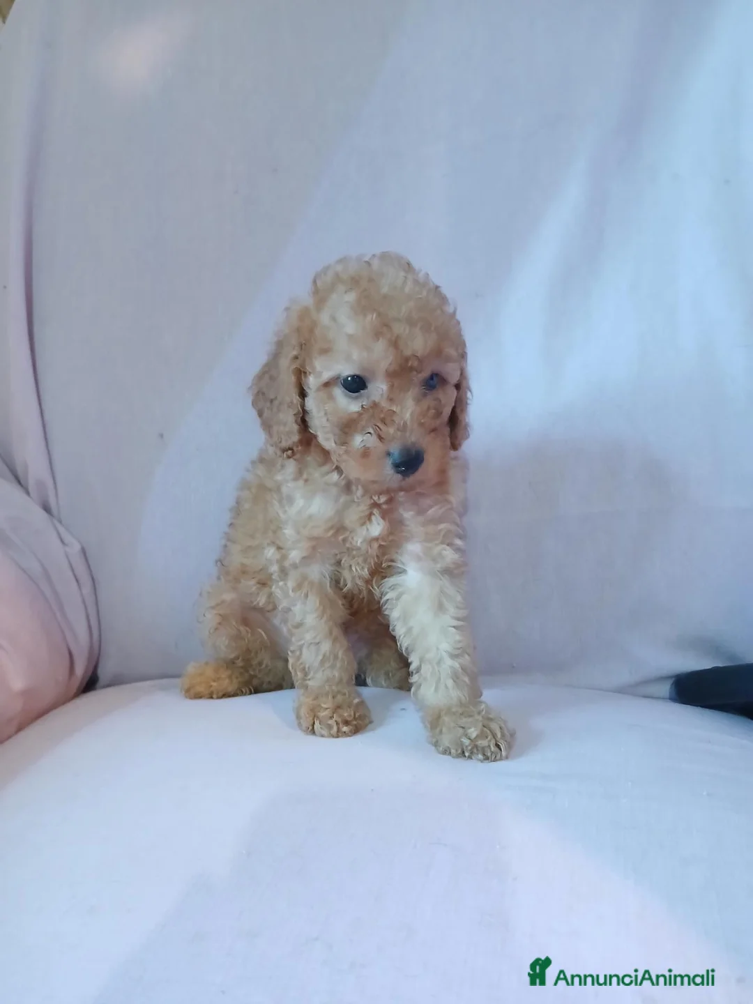 Barboncino Toy cani in vendita: Cuccioli di Barboncino toy  - Annuncio 1