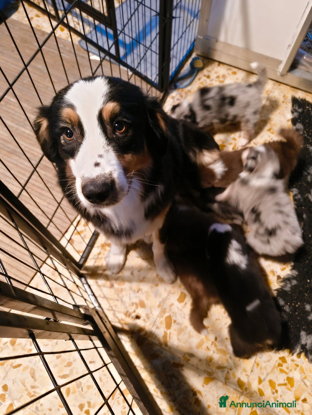 Australian Shepherd cani in vendita: Cucciolo di Pastore australiano  - Annuncio 7