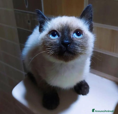 Siamese gatti - Annuncio 1