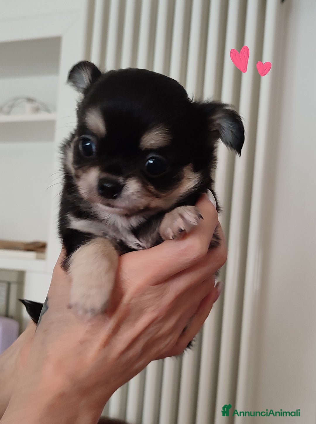 Chihuahua cani in vendita: Chihuahua cuccioli mini pedigree ENCI  - Annuncio 5