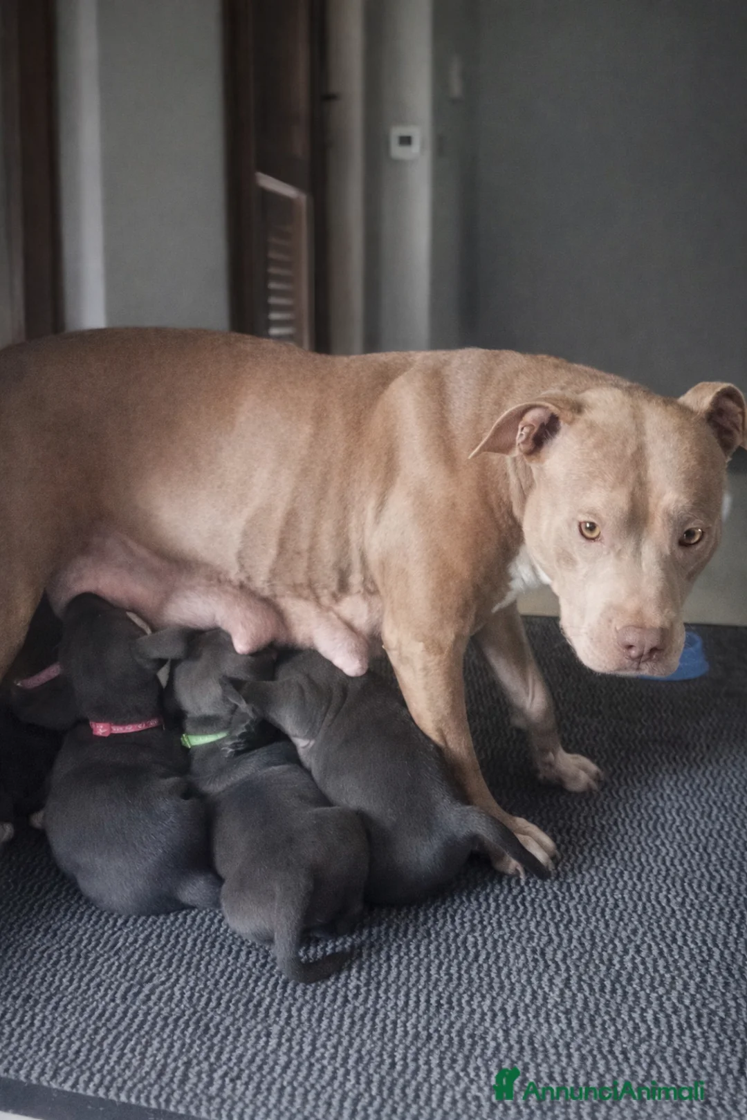 Pitbull cani in vendita: Cuccioli American Pitbull Terrier a Città Metropolitana di Torino - Annuncio 5