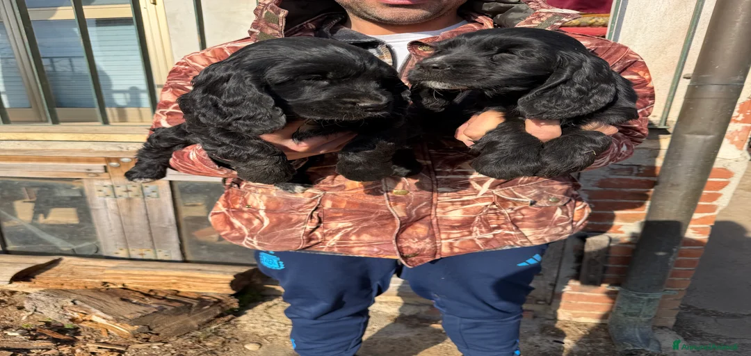 Immagine della galleria {{count}}