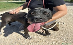 Pitbull cani in regalo: JESSY, Cuore di pitt - Annuncio 7